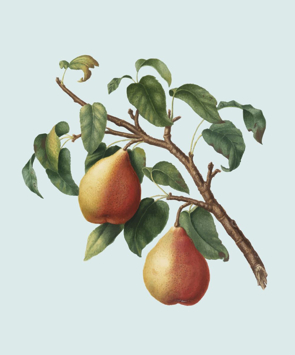 illustration d'une branche de poirier avec deux belles poires mûries et feuillage vert dans un style dessin botanique.